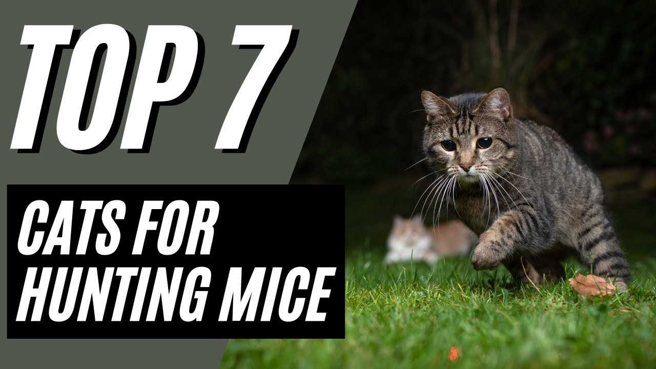 Best cats for catching mice