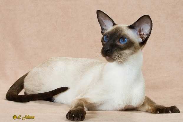 Best cats for catching rats