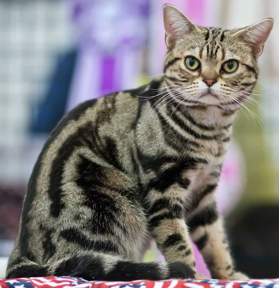 Best cats for flats
