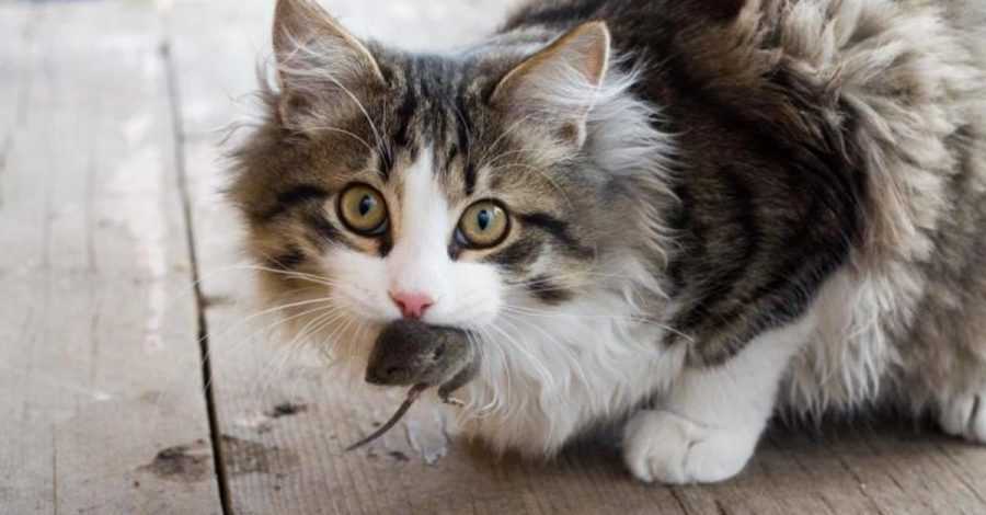 Best cats for hunting mice