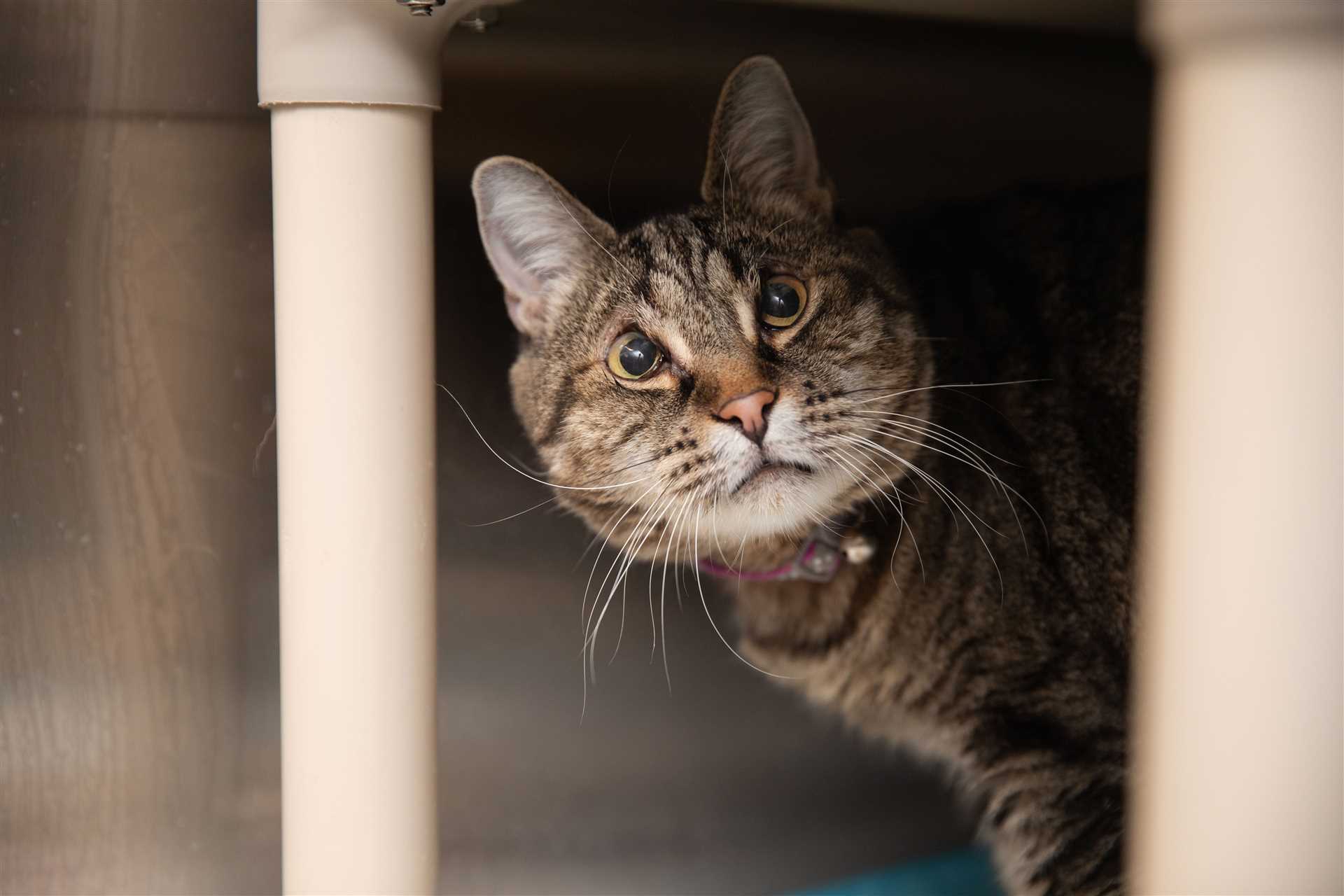 Best cats for into the future