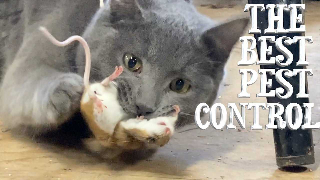 Best cats for killing mice