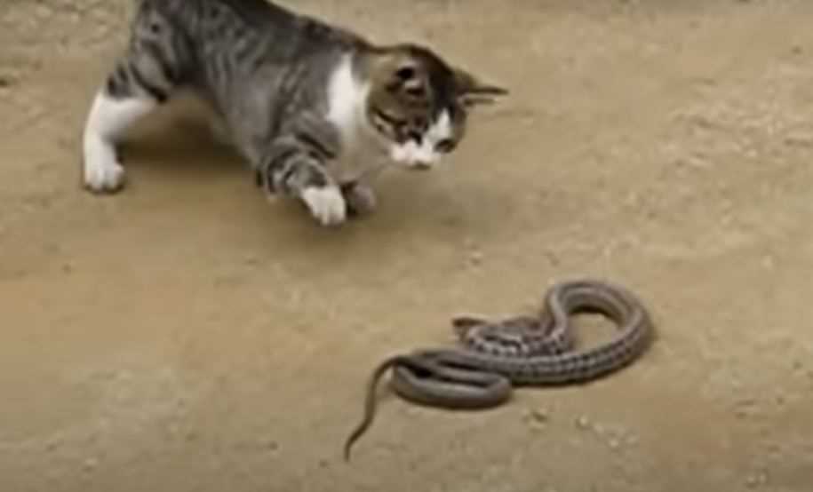Best cats for killing snakes