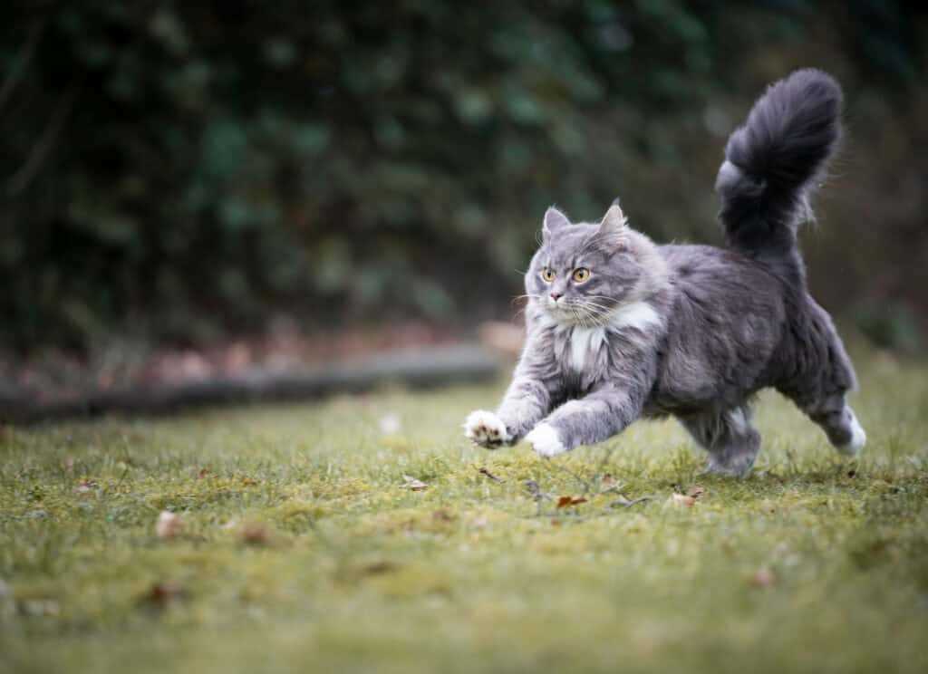Best cats for mousing