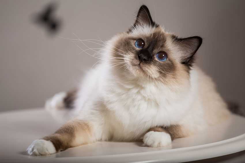 Best cats for outdoors