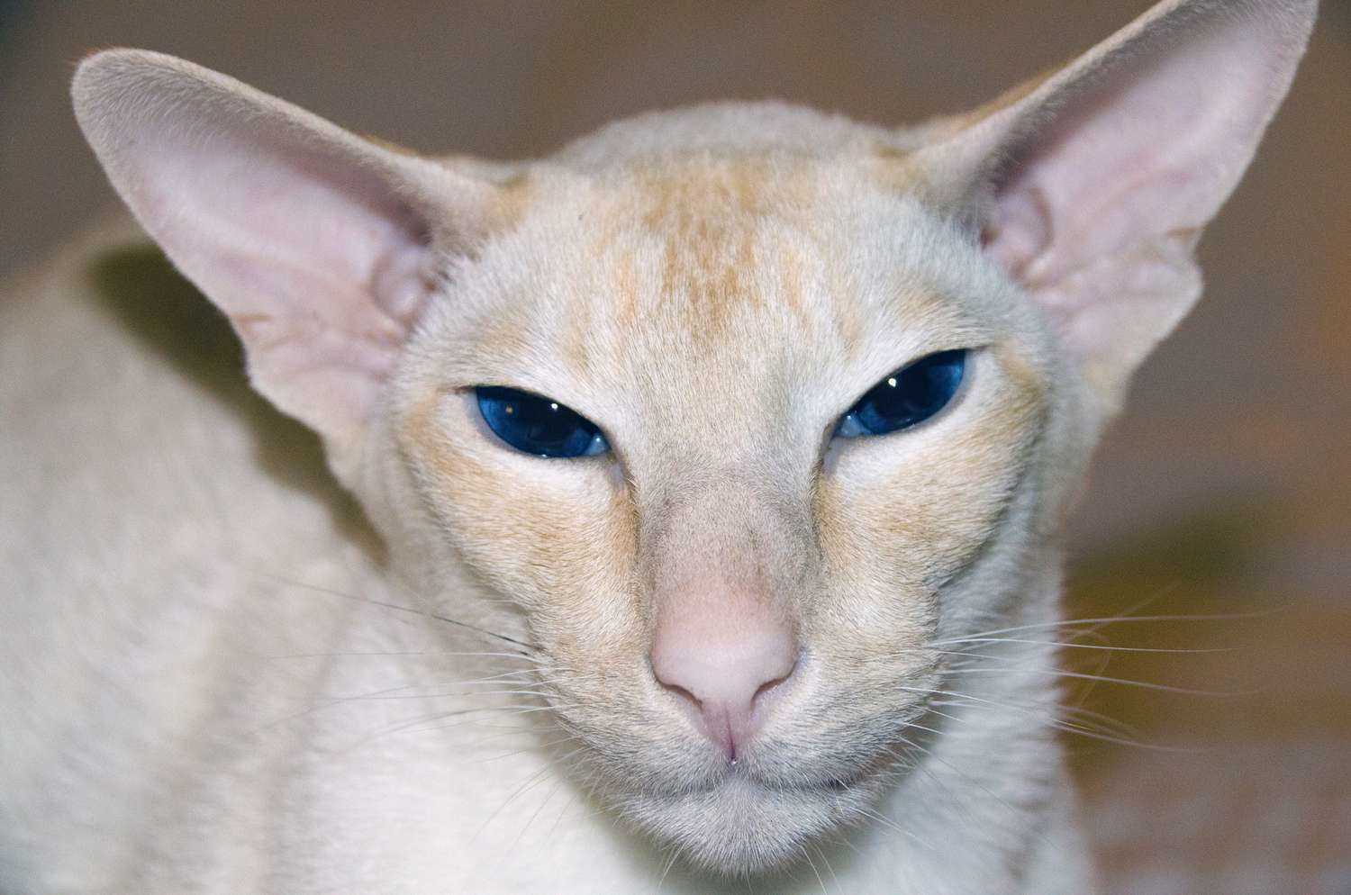 Best cats for people who are allergic