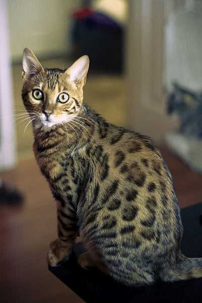 Best cats for people with cat allergies
