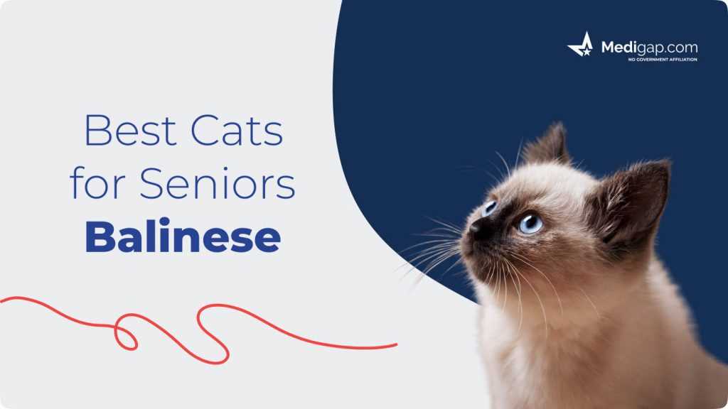 Best cats for seniors