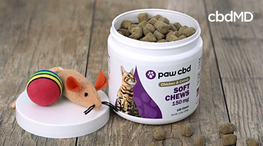 Best cbd treats for cats
