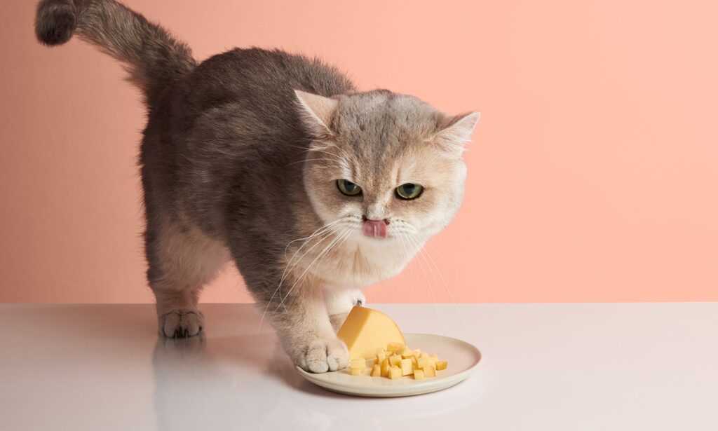 Best cheese for cats