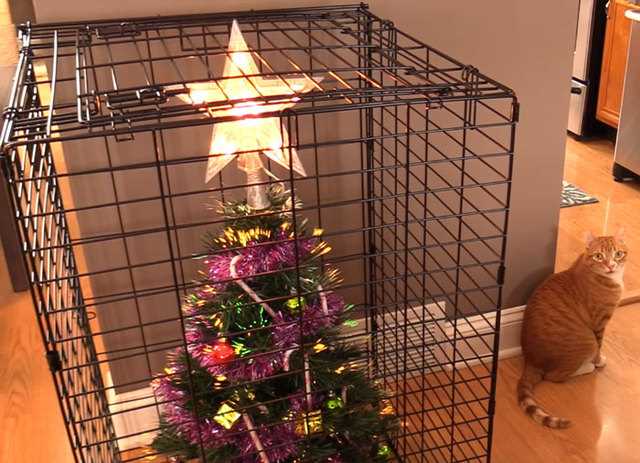 Best christmas tree for cats