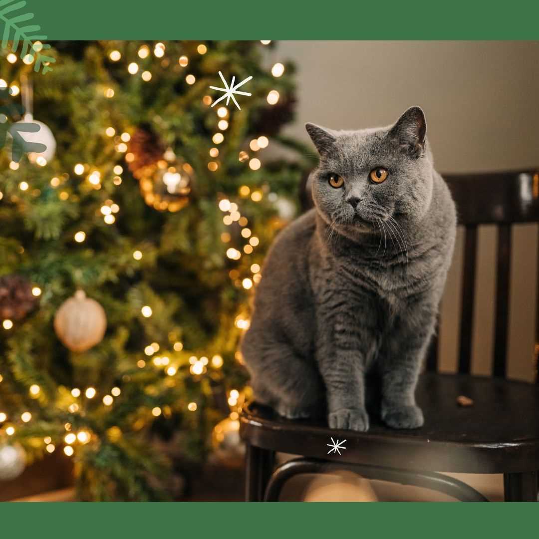 Best christmas trees for cats