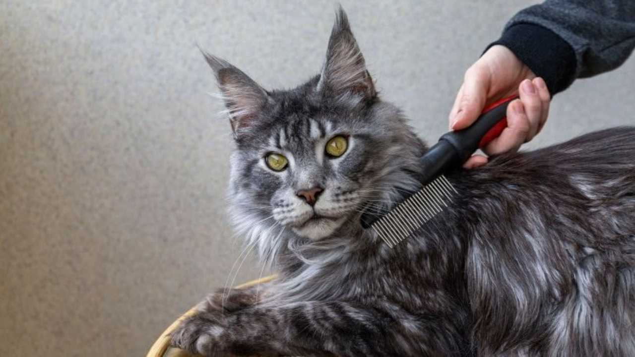 Best clippers for maine coon cats