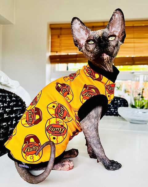 Best clothes for sphynx cats
