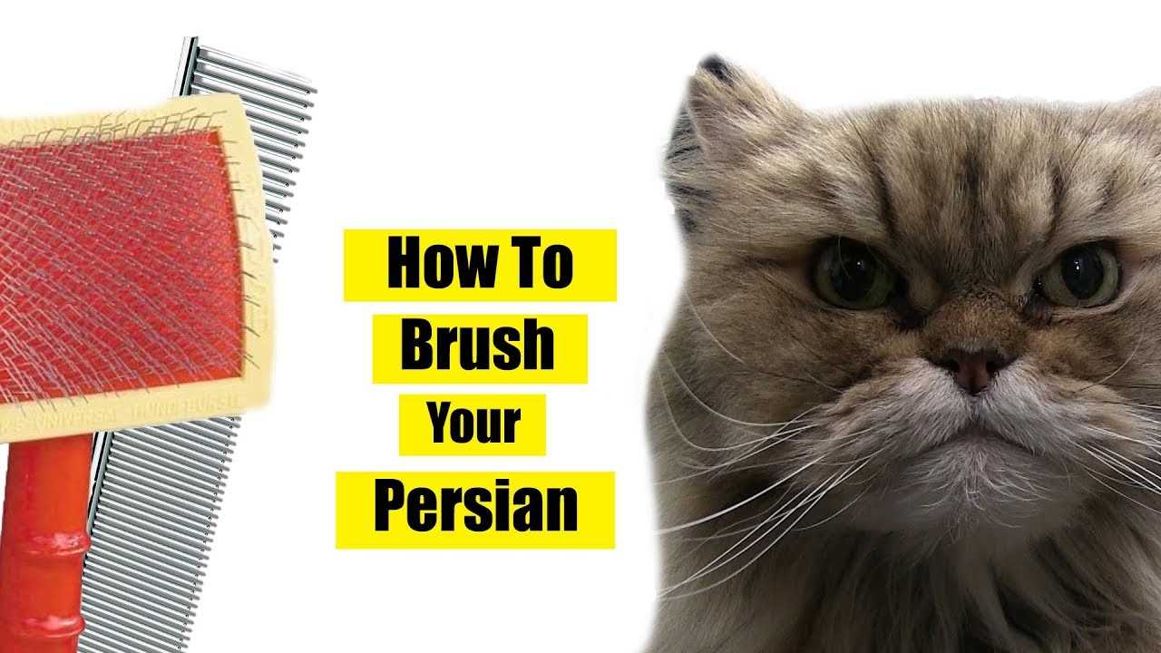 Best comb for persian cats