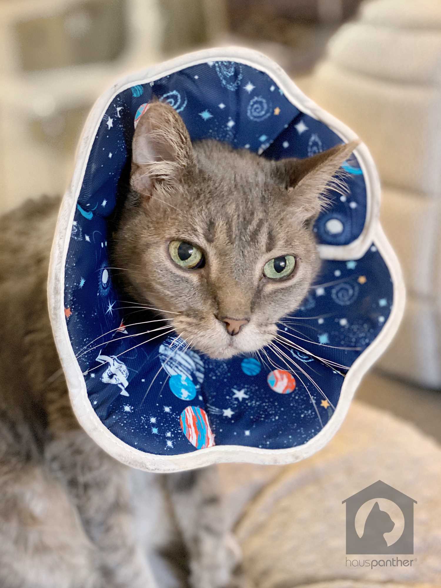Best cone for cats