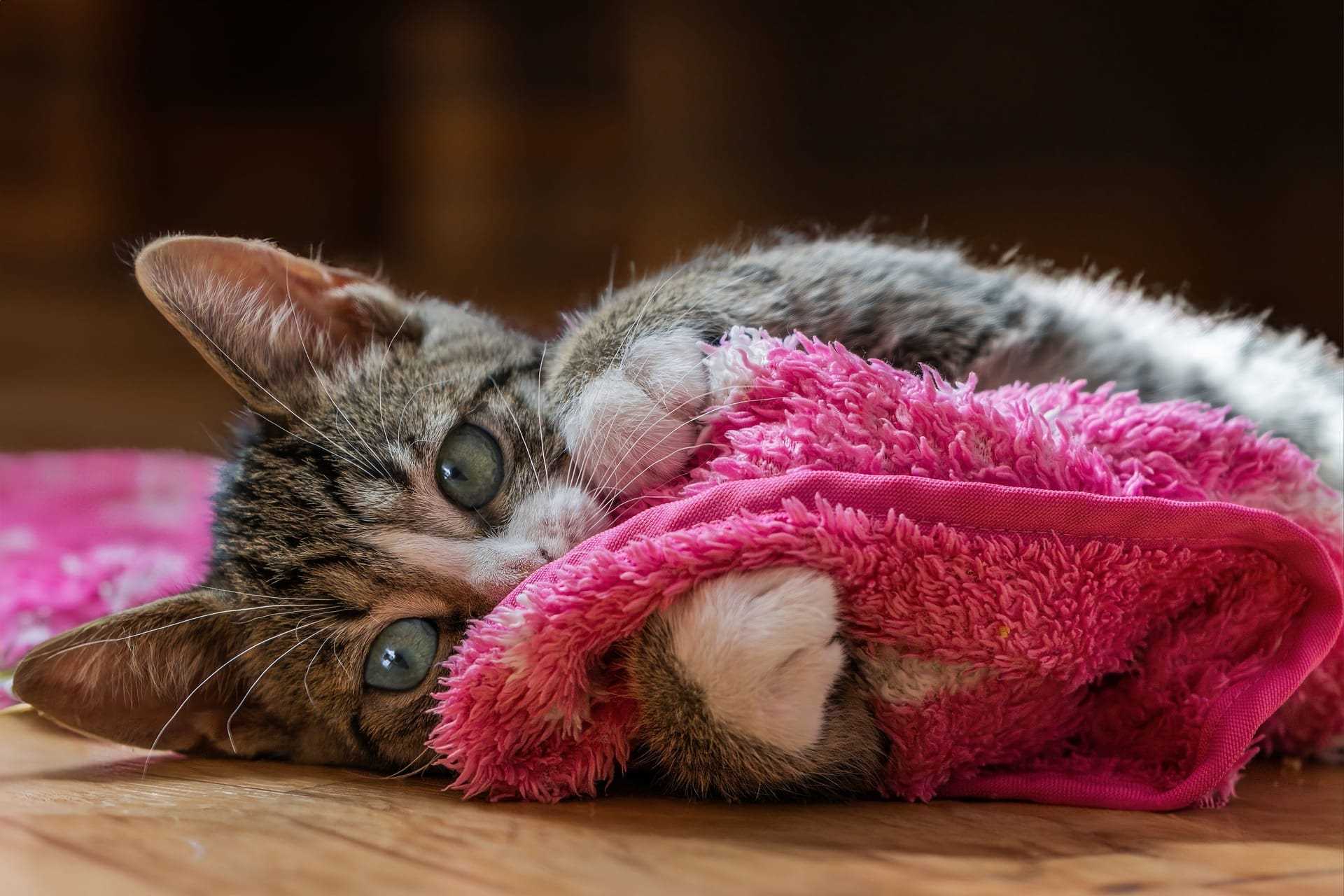 Best dental care for cats