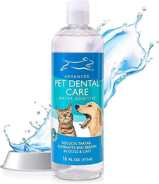 Best dental products for cats