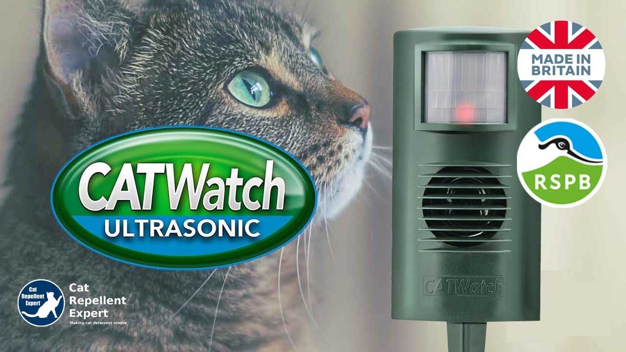 Best deterrent for cats
