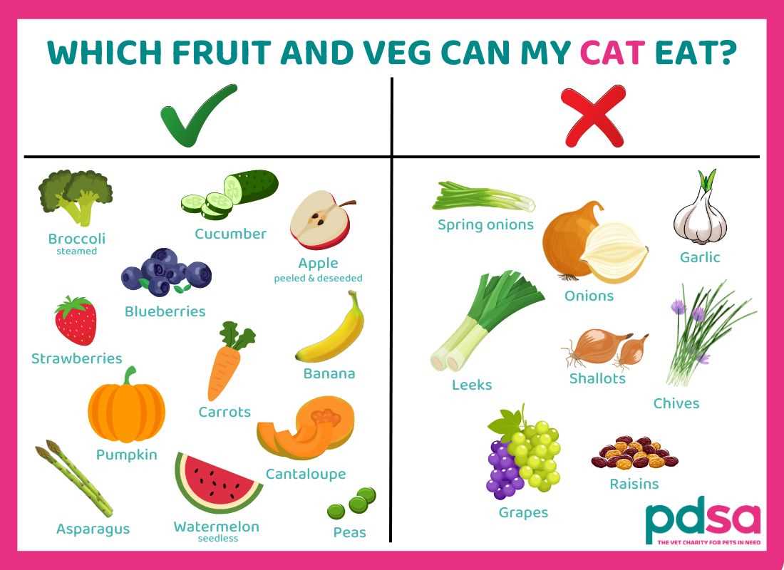 Best diet foods for cats