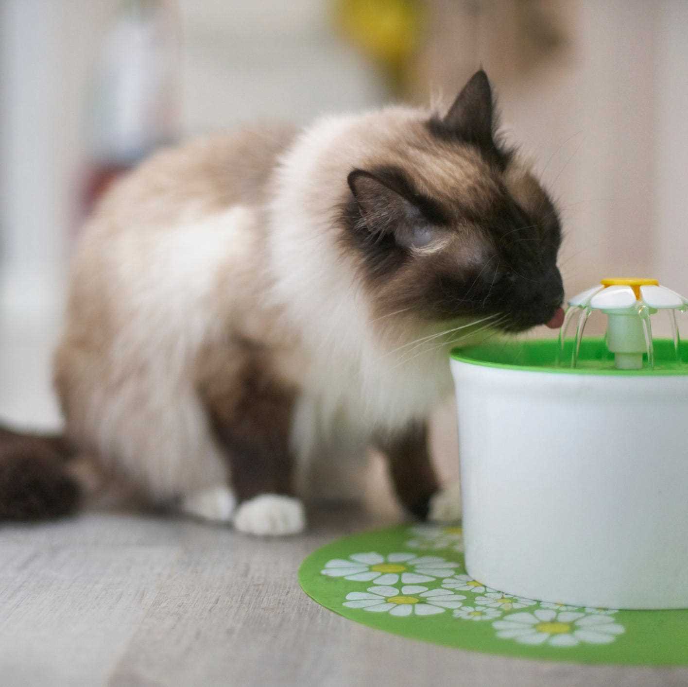 Best drinking bowl for cats