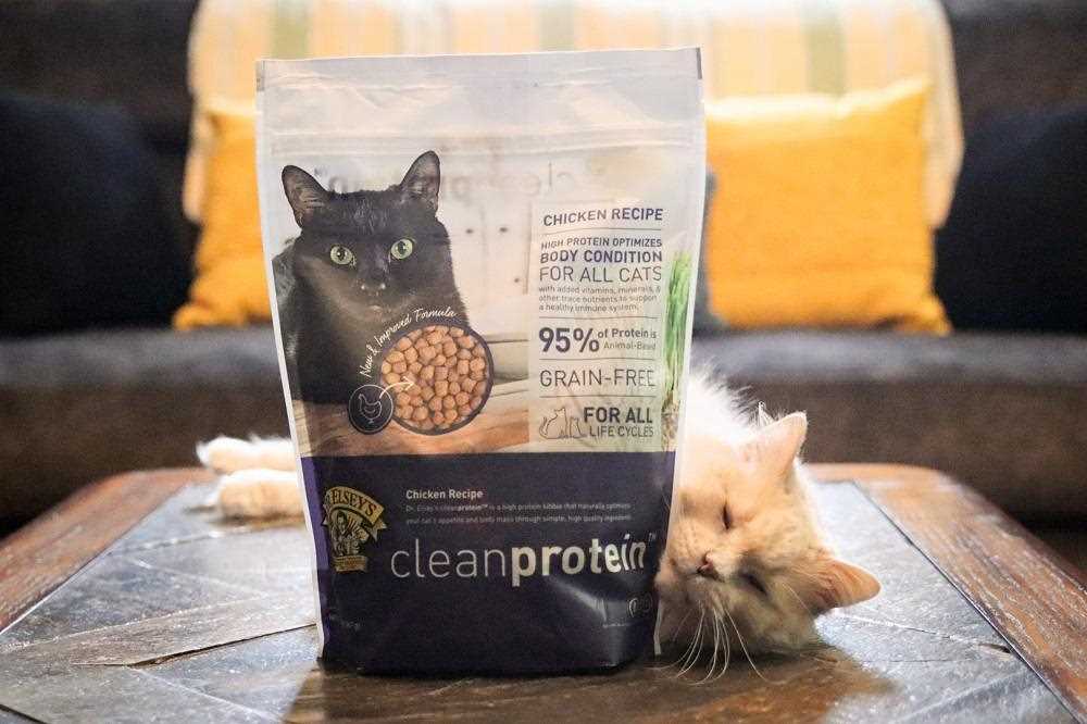 Best dry cat food for cats that throw up