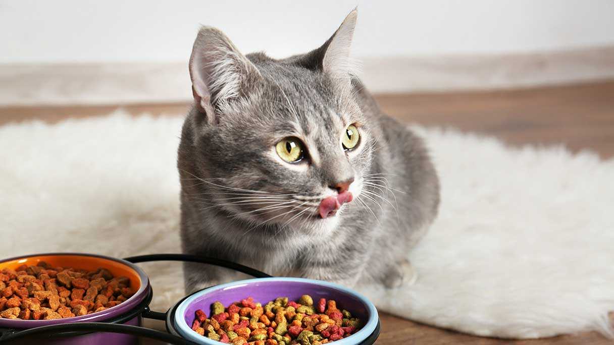 Best dry cat food for cats with diarrhea