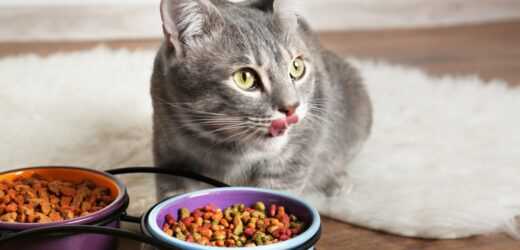 Best dry cat food for cats with food allergies