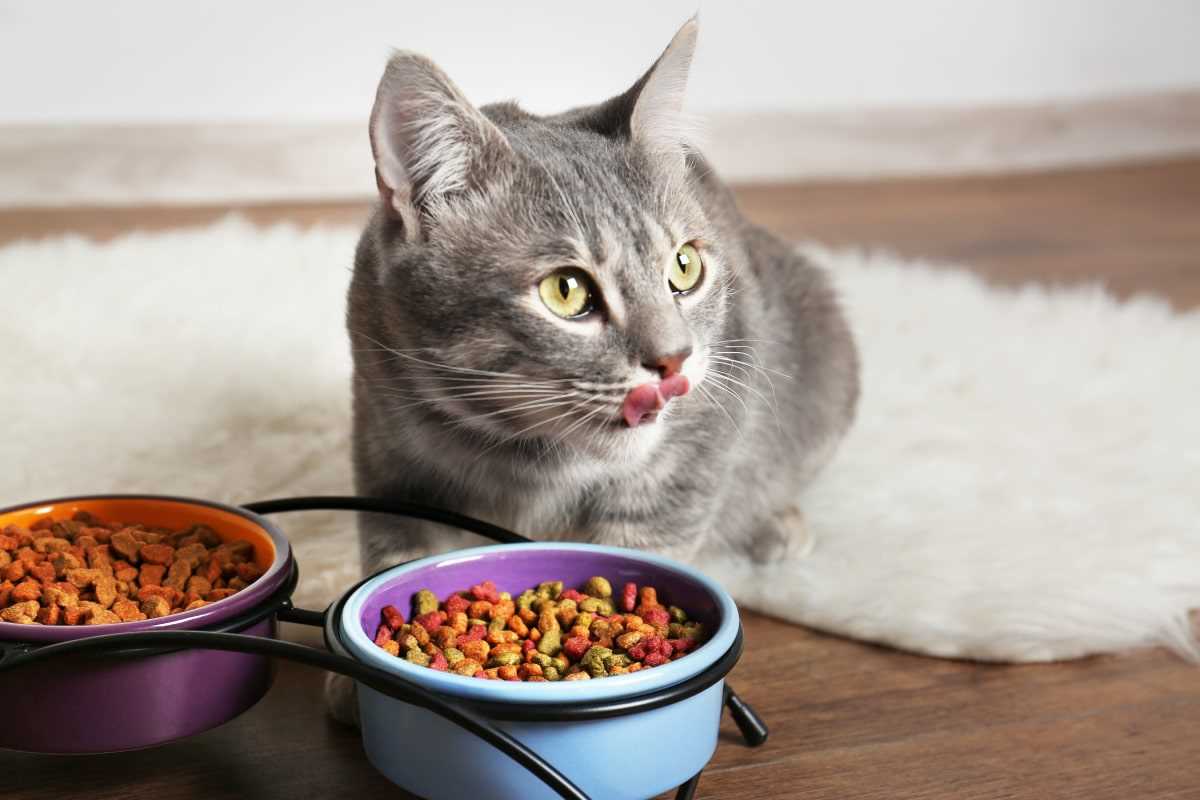 Best dry cat food for cats with kidney problems