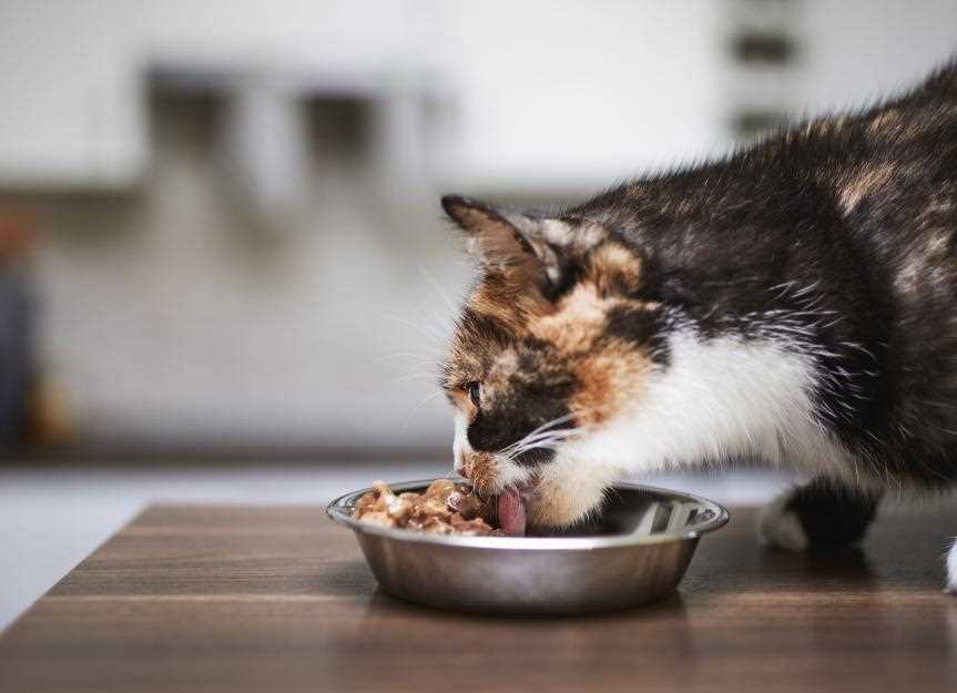 Best dry cat food for finicky cats