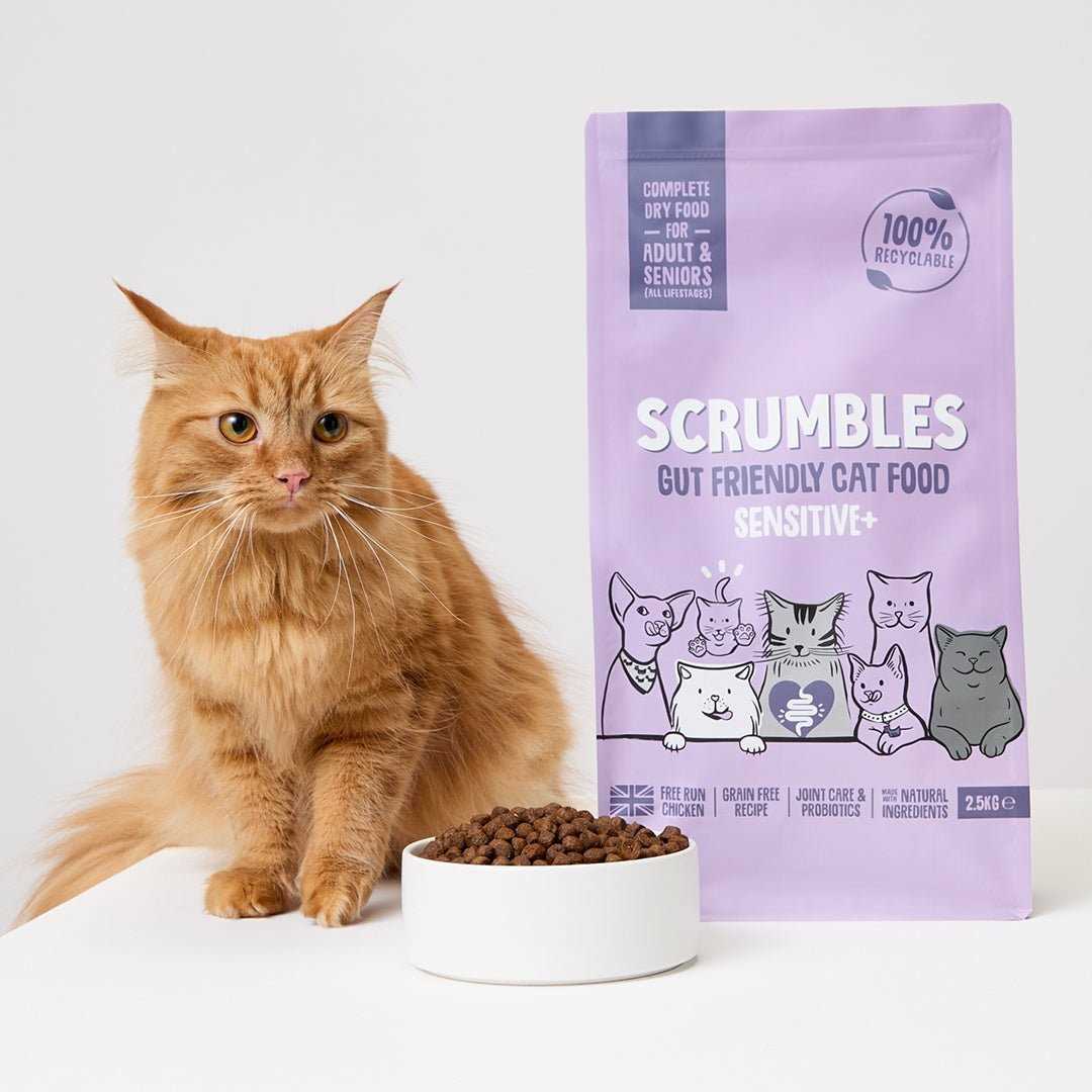 Best dry cat food for senior cats with sensitive stomachs