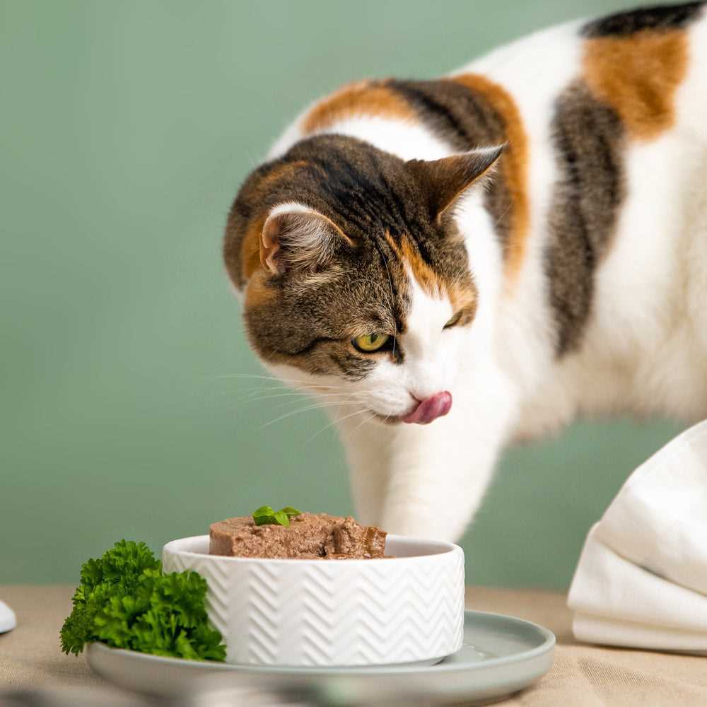 Best dry food for cats with ibd