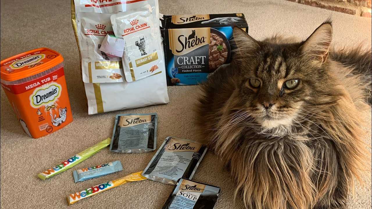 Best dry food for maine coon cats