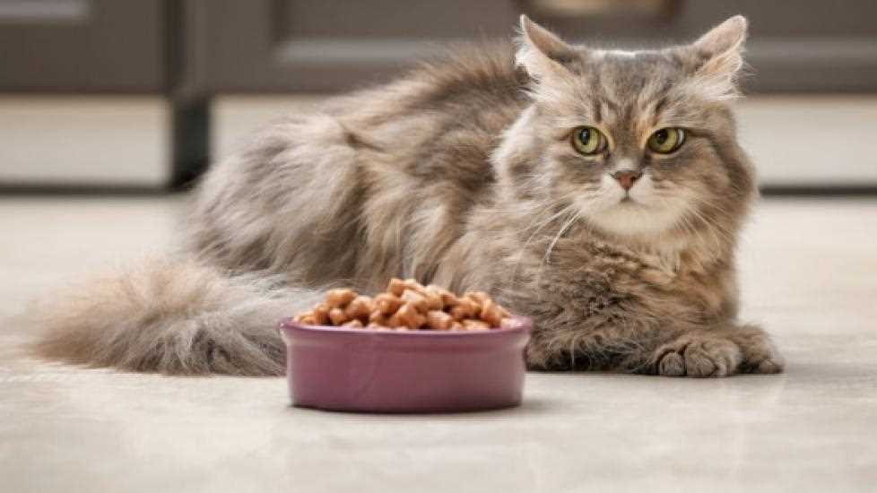Best dry kibble for cats