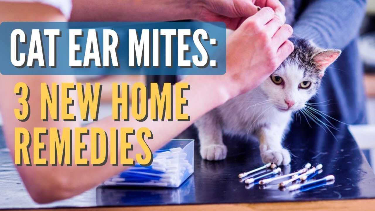 Best ear mite meds for cats