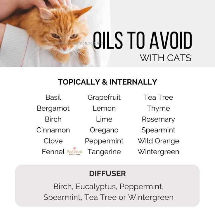 Best essential oils for cats