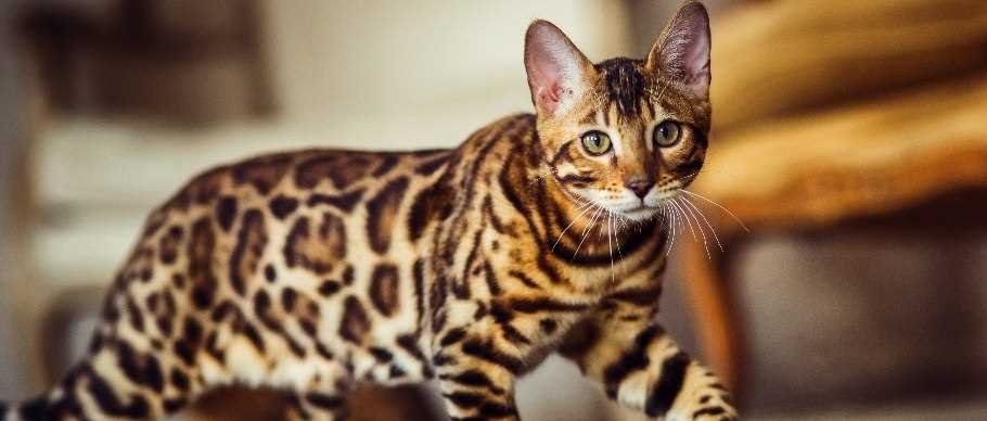 Best exotic cats for pets