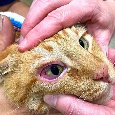 Best eye drops for cats with conjunctivitis