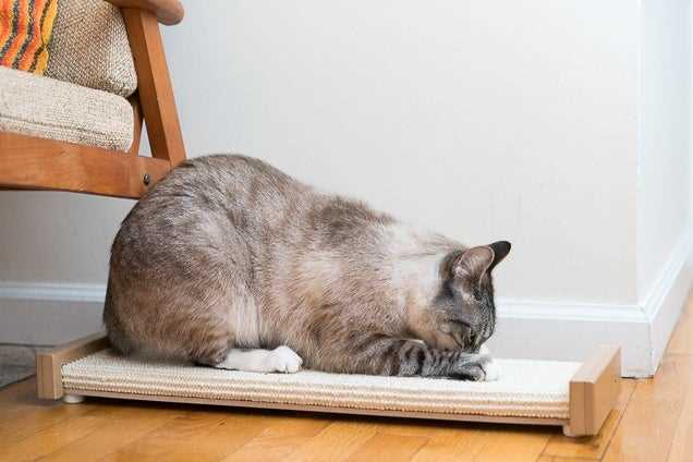 Best fabric for cats that scratch