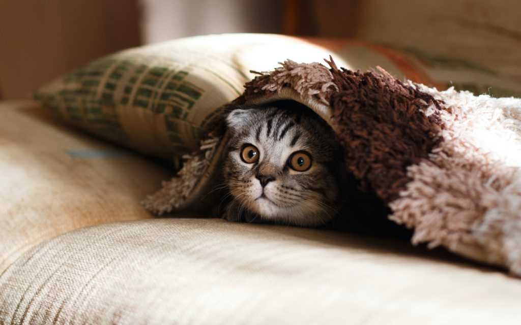 Best fabric for furniture with cats