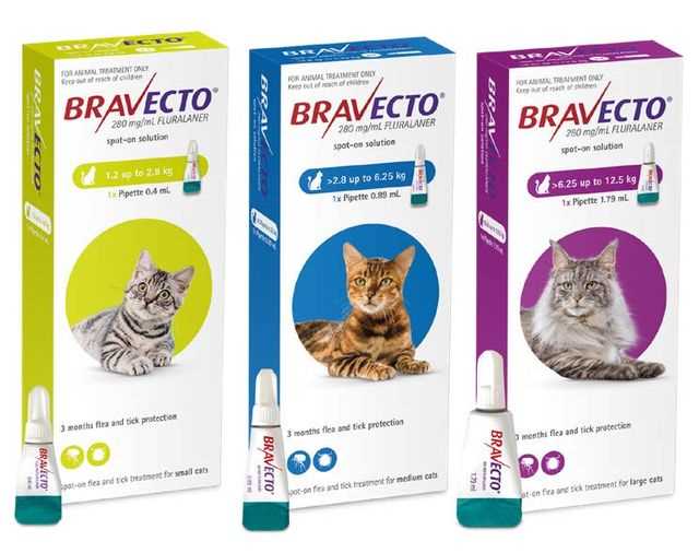 Best flea and tick preventative for cats