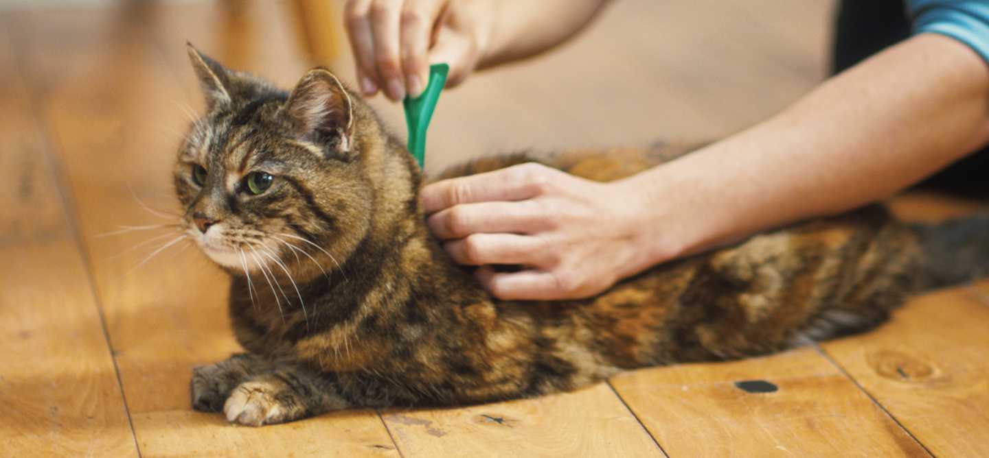 Best flea collar for cats with sensitive skin