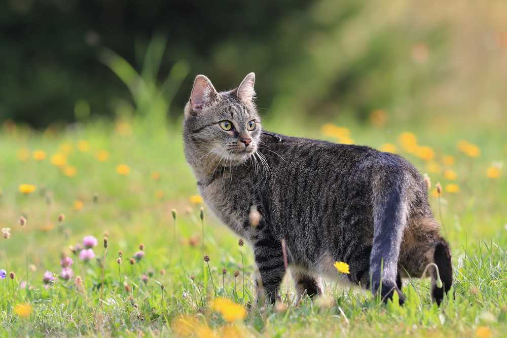 Best flea treatments for cats