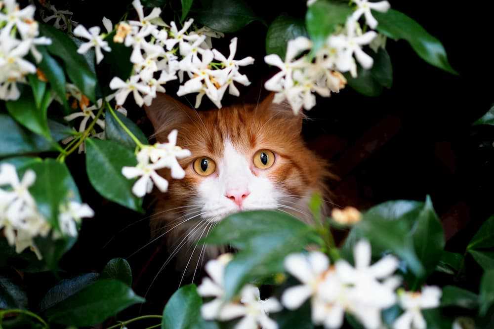 Best flowers for cats