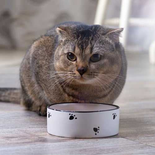 Best food bowl for cats