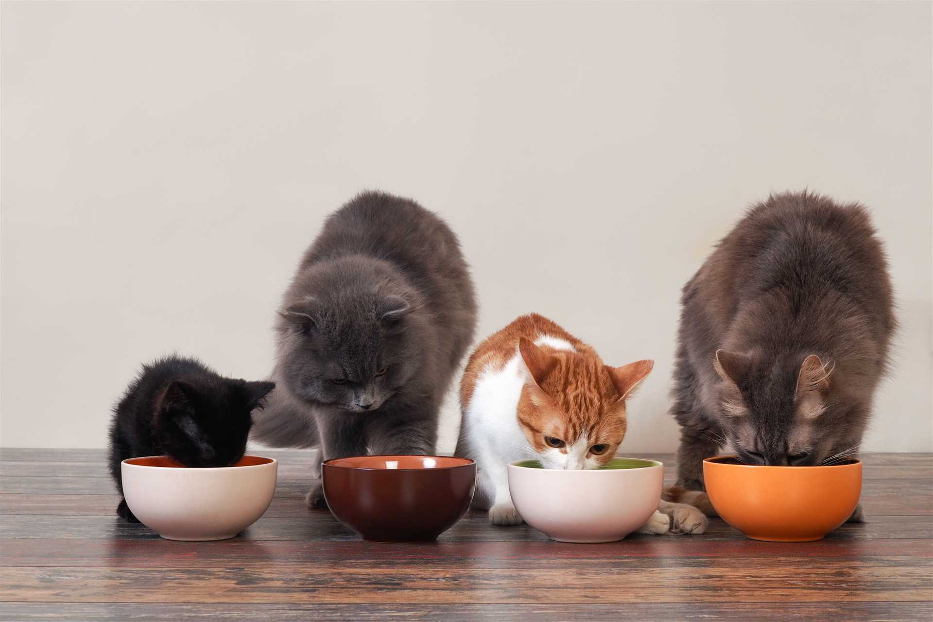 Best food bowls for cats