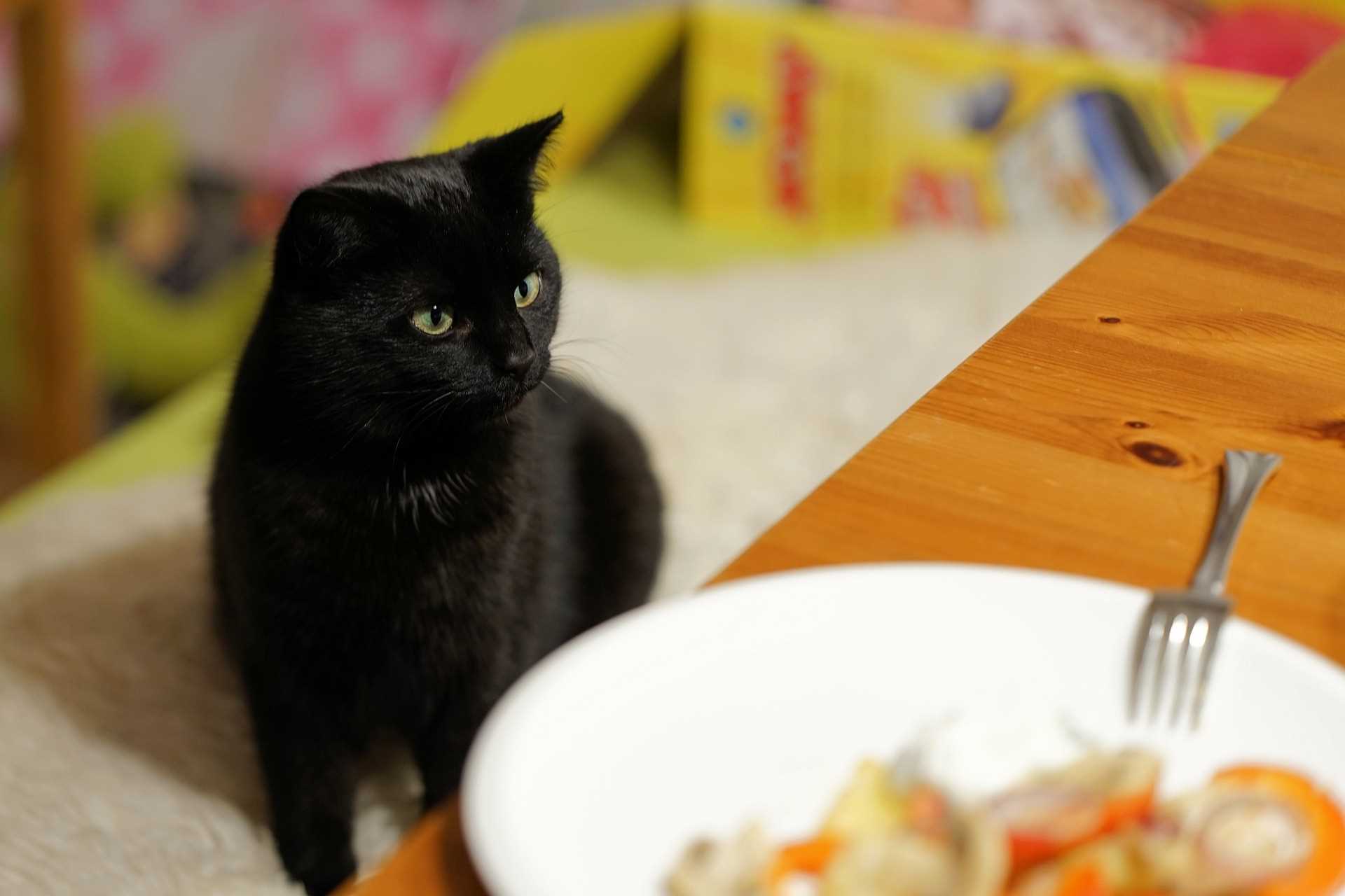 Best food for bombay cats