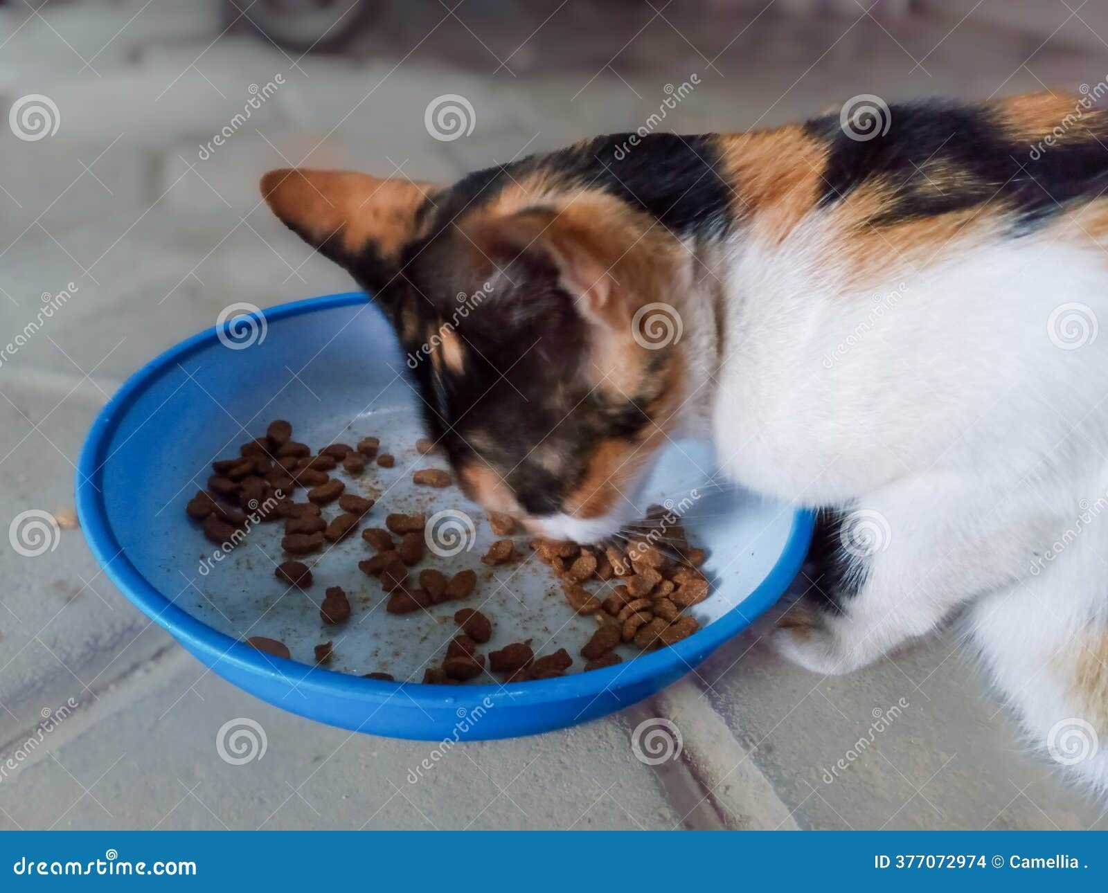 Best food for calico cats
