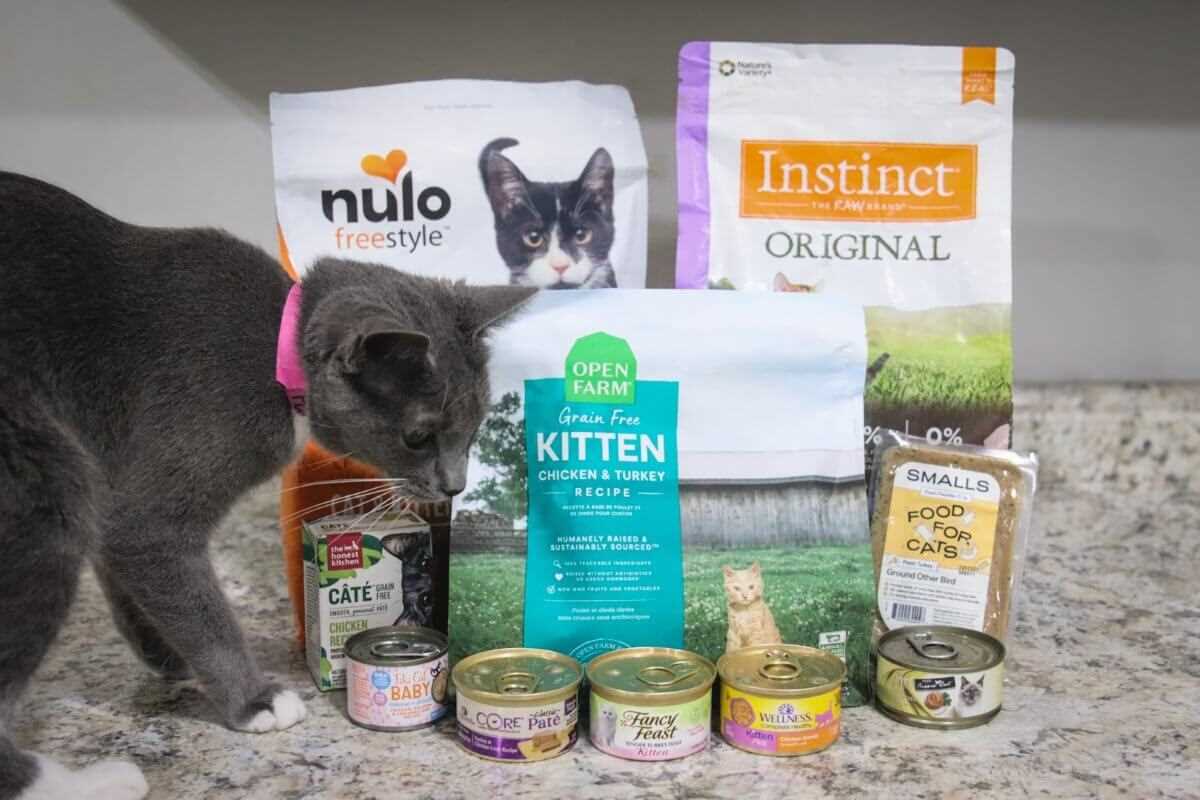 Best food for cats and kittens