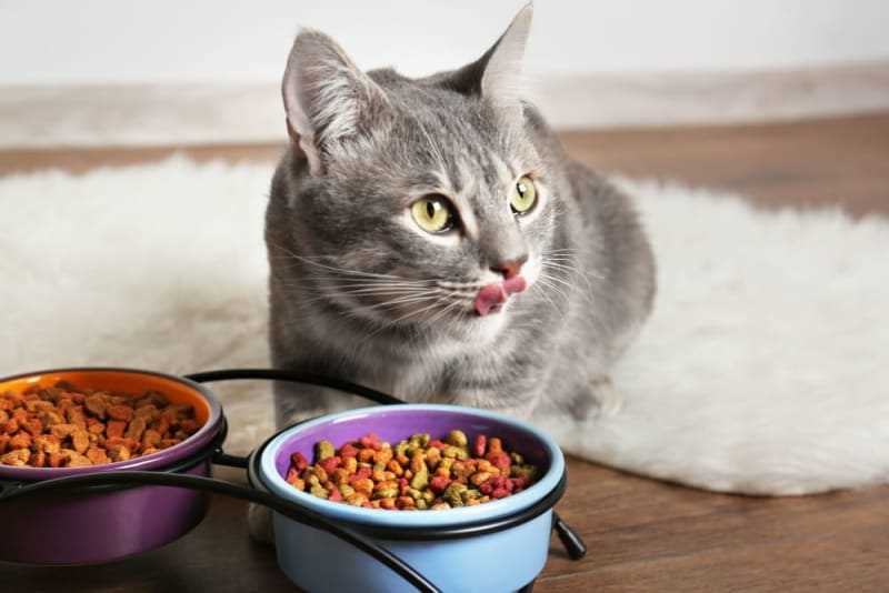 Best food for cats with asthma